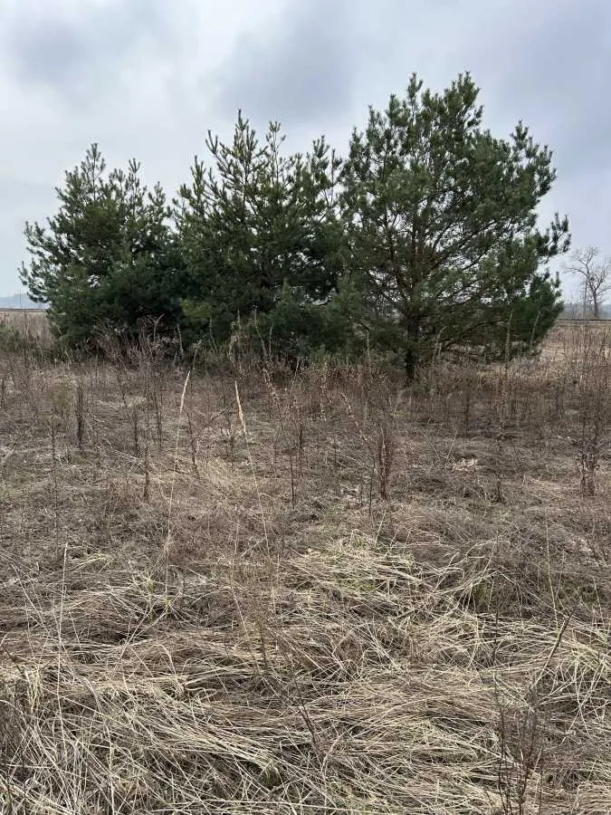 продаж ділянка під житлову забудову Броварський, Рожівка, 12000 $
