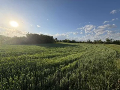 продаж ділянка під житлову забудову Бориспільський, Артемівка, 10000 $