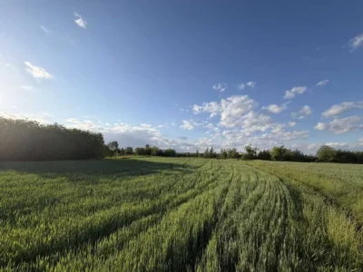 продаж ділянка під житлову забудову Бориспільський, Артемівка, 10000 $