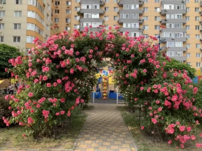 довгострокова оренда 1-к квартира Київ, Оболонський, 21000 грн./міс.