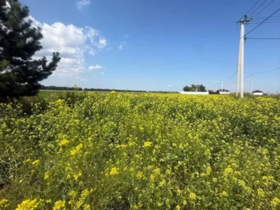 продаж ділянка під житлову забудову Бориспільський, Мала Олександрівка, 25000 $
