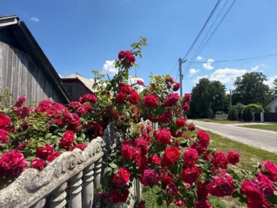 продаж ділянка під житлову забудову Бориспільський, Гора, 180400 $