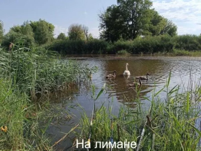 продаж 5-к дача Роздільнянський, Бурдівка, 35000 $
