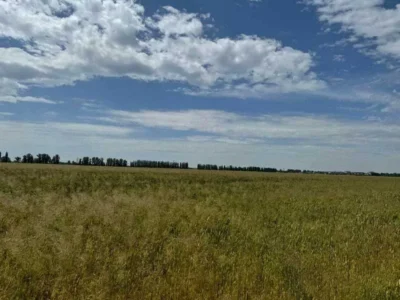 продаж ділянка під житлову забудову Бориспільський, Велика Олександрівка, 38829200 грн.