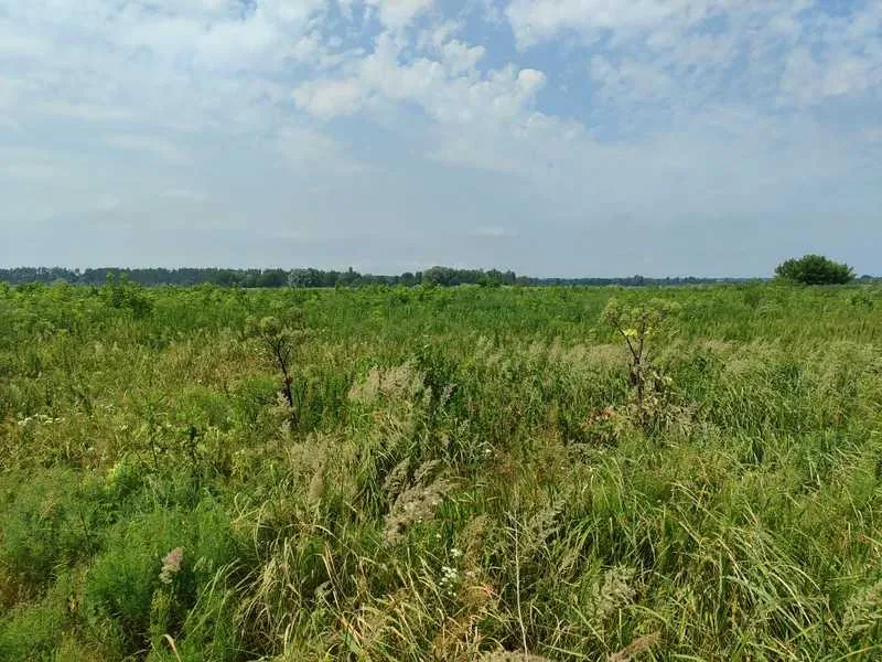 продаж ділянка сільськогосподарського призначення Бородянський, Озера, 256500 грн.
