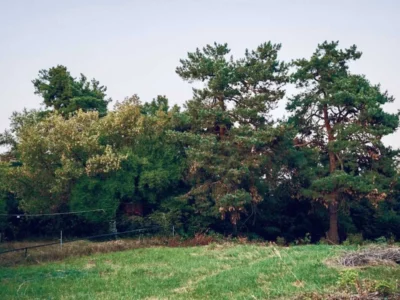 продаж ділянка під житлову забудову Обухівський, Плюти, 99000 $