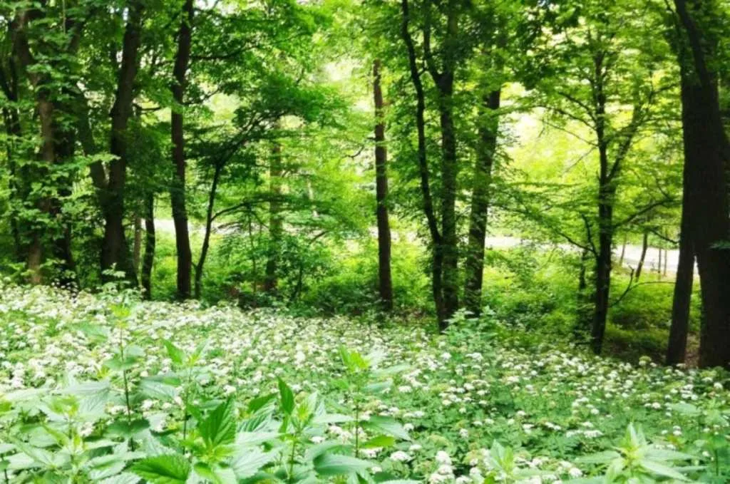 продаж ділянка під житлову забудову Київ, Голосіївський, 170000 $